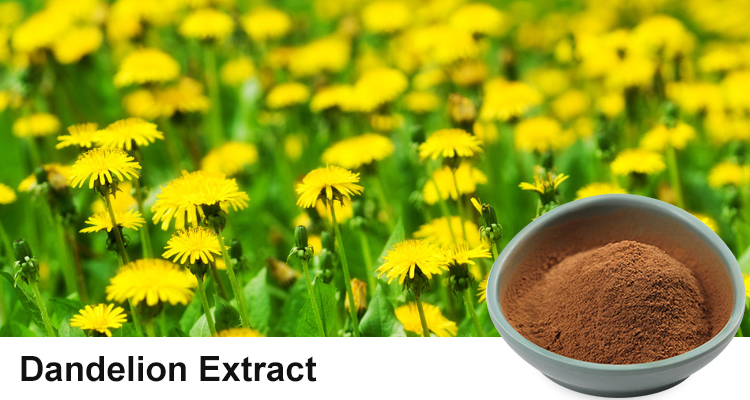 平衡肌膚水油：蒲公英提取物 | 陜西恒植源