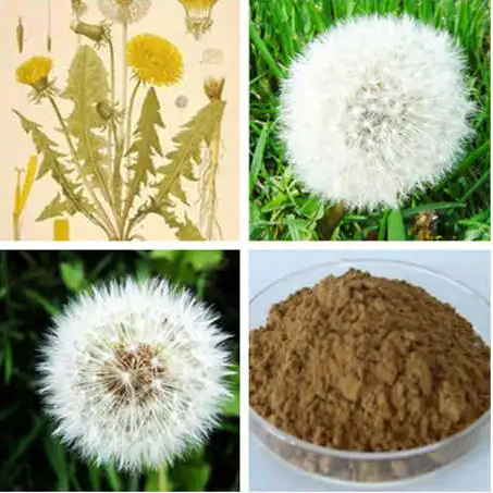 藥食同源蒲公英提取物的 19個好處